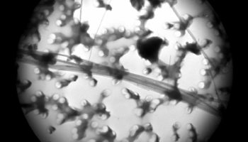 Chrysotile_2 Chrysotile_2